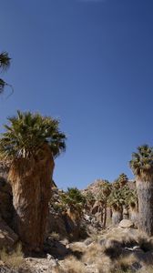 Preview wallpaper mountains, cliffs, palm trees