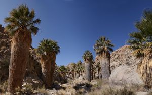 Preview wallpaper mountains, cliffs, palm trees