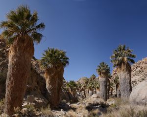 Preview wallpaper mountains, cliffs, palm trees