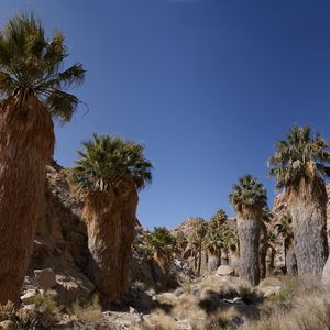 Preview wallpaper mountains, cliffs, palm trees