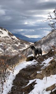 Preview wallpaper mountains, dog, peaks, spring