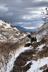 Preview wallpaper mountains, dog, peaks, spring