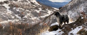 Preview wallpaper mountains, dog, peaks, spring