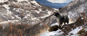 Preview wallpaper mountains, dog, peaks, spring
