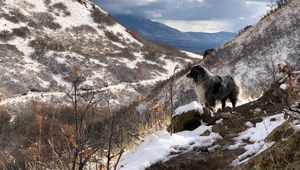 Preview wallpaper mountains, dog, peaks, spring