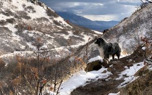 Preview wallpaper mountains, dog, peaks, spring