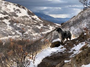 Preview wallpaper mountains, dog, peaks, spring