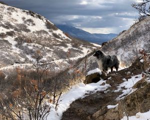 Preview wallpaper mountains, dog, peaks, spring