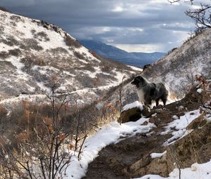 Preview wallpaper mountains, dog, peaks, spring