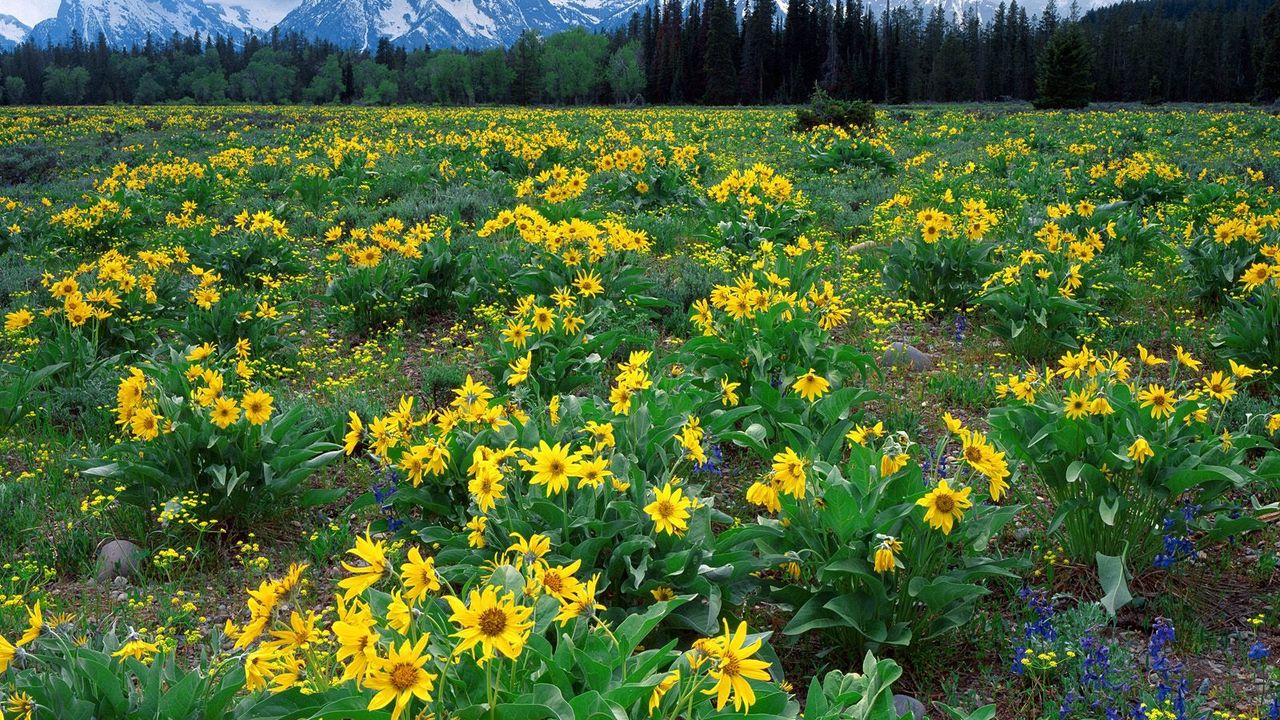 Wallpaper mountains, field, flowers, yellow