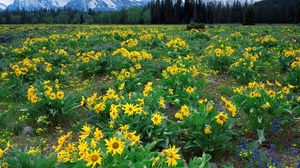 Preview wallpaper mountains, field, flowers, yellow