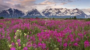 Preview wallpaper mountains, field, flowers, pink, clouds