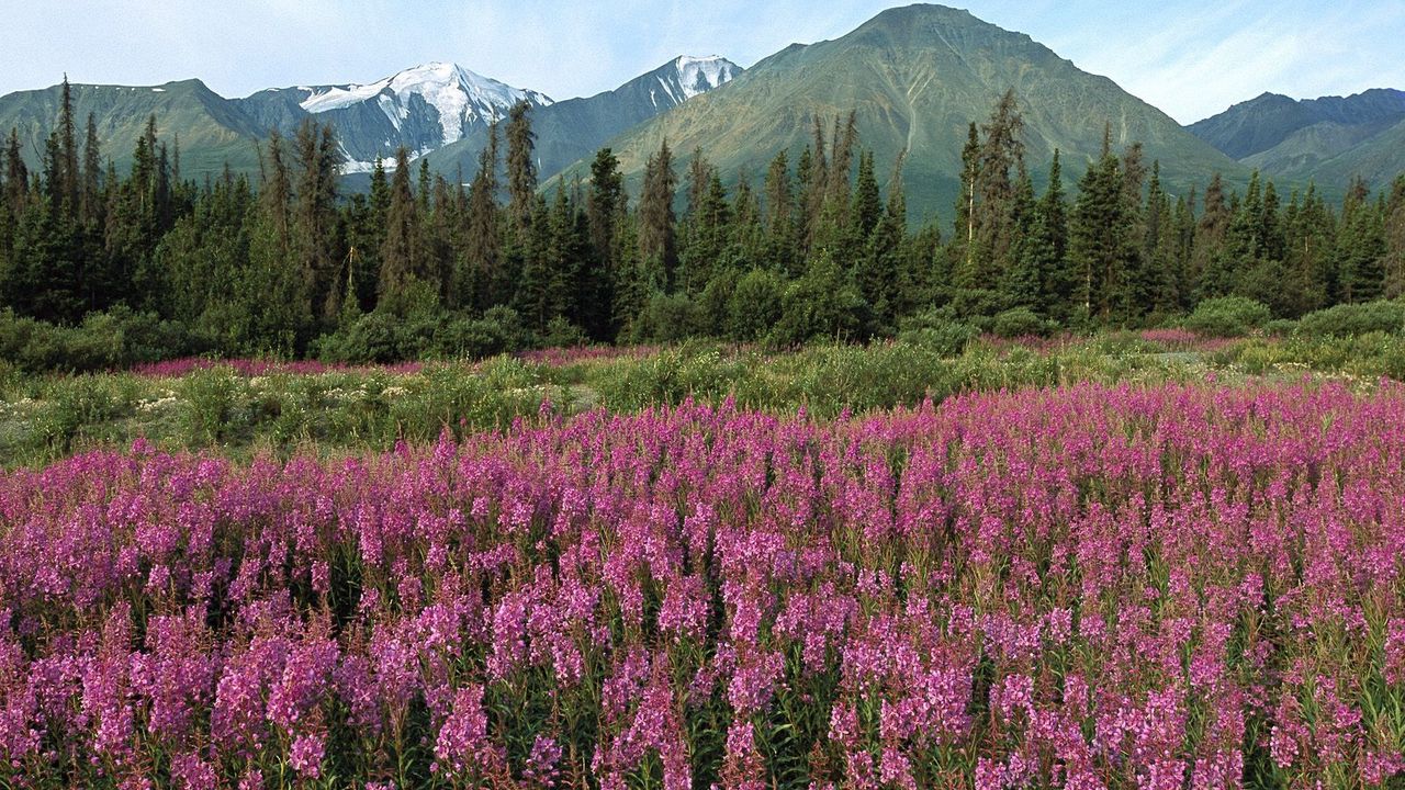 Wallpaper mountains, field, flowers, pink, fir-trees