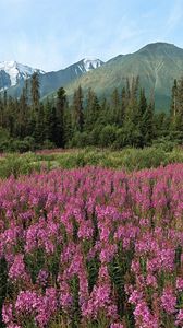 Preview wallpaper mountains, field, flowers, pink, fir-trees