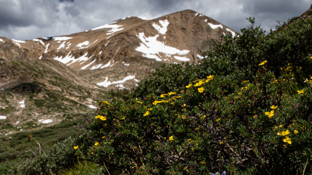 Wallpaper mountains, flowers, landscape, nature