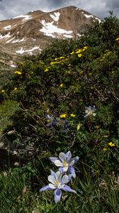 Preview wallpaper mountains, flowers, landscape, nature
