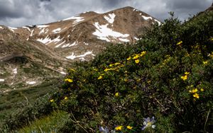 Preview wallpaper mountains, flowers, landscape, nature