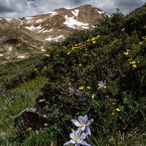 Preview wallpaper mountains, flowers, landscape, nature