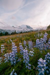 Preview wallpaper mountains, flowers, lawn, nature, landscape