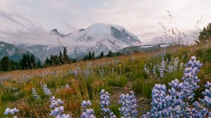 Preview wallpaper mountains, flowers, lawn, nature, landscape