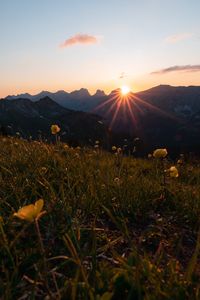 Preview wallpaper mountains, flowers, rays, sun
