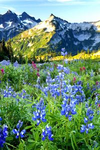 Preview wallpaper mountains, flowers, sky, distance