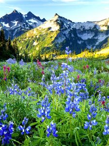 Preview wallpaper mountains, flowers, sky, distance