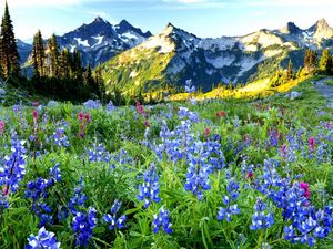 Preview wallpaper mountains, flowers, sky, distance