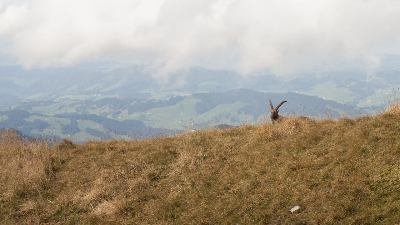 Wallpaper mountains, fog, animal, goat, wildlife