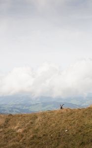 Preview wallpaper mountains, fog, animal, goat, wildlife