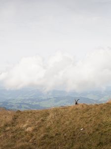 Preview wallpaper mountains, fog, animal, goat, wildlife