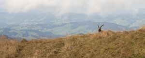 Preview wallpaper mountains, fog, animal, goat, wildlife