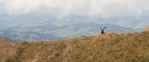 Preview wallpaper mountains, fog, animal, goat, wildlife