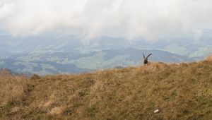 Preview wallpaper mountains, fog, animal, goat, wildlife