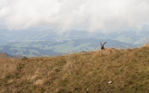 Preview wallpaper mountains, fog, animal, goat, wildlife