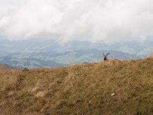 Preview wallpaper mountains, fog, animal, goat, wildlife