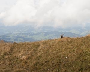 Preview wallpaper mountains, fog, animal, goat, wildlife