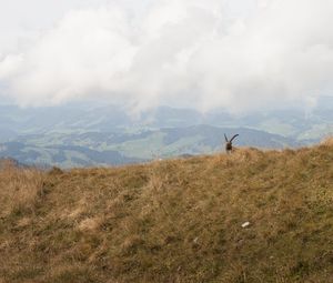 Preview wallpaper mountains, fog, animal, goat, wildlife