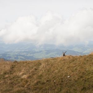 Preview wallpaper mountains, fog, animal, goat, wildlife