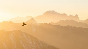 Preview wallpaper mountains, fog, bird, flight, nature