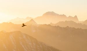 Preview wallpaper mountains, fog, bird, flight, nature
