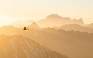 Preview wallpaper mountains, fog, bird, flight, nature