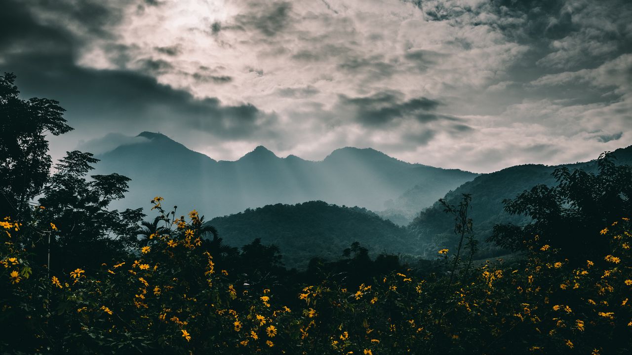 Wallpaper mountains, fog, flowers, clouds