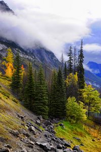 Preview wallpaper mountains, fog, trees, stones