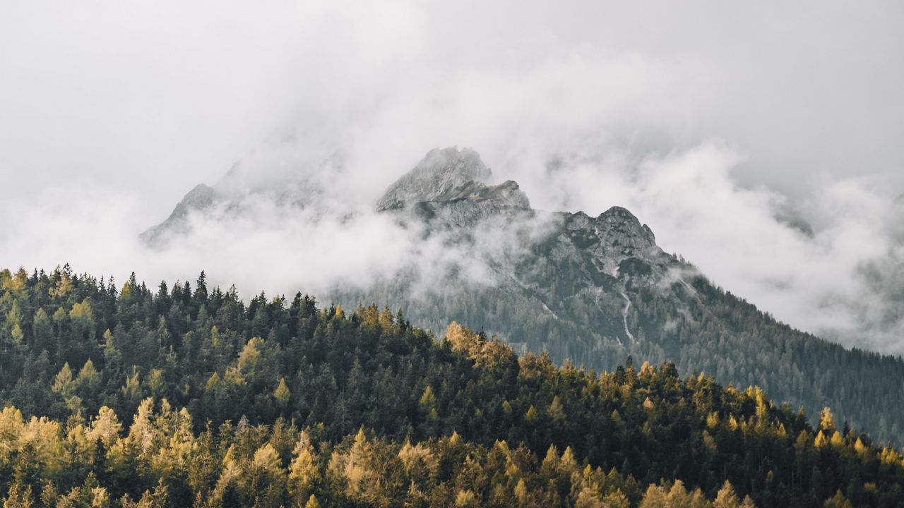 Wallpaper mountains, fog, trees, forest