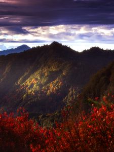 Preview wallpaper mountains, forest, bushes