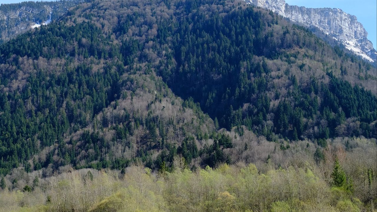 Wallpaper mountains, forest, coast, river, nature