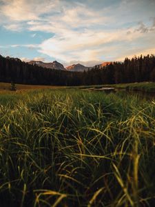 Preview wallpaper mountains, forest, grass, lake