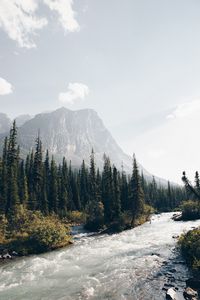 Preview wallpaper mountains, forest, spruce, trees, river, stream