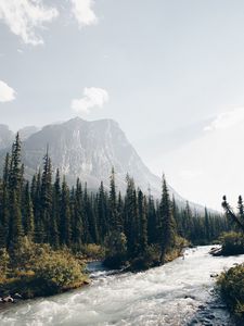 Preview wallpaper mountains, forest, spruce, trees, river, stream